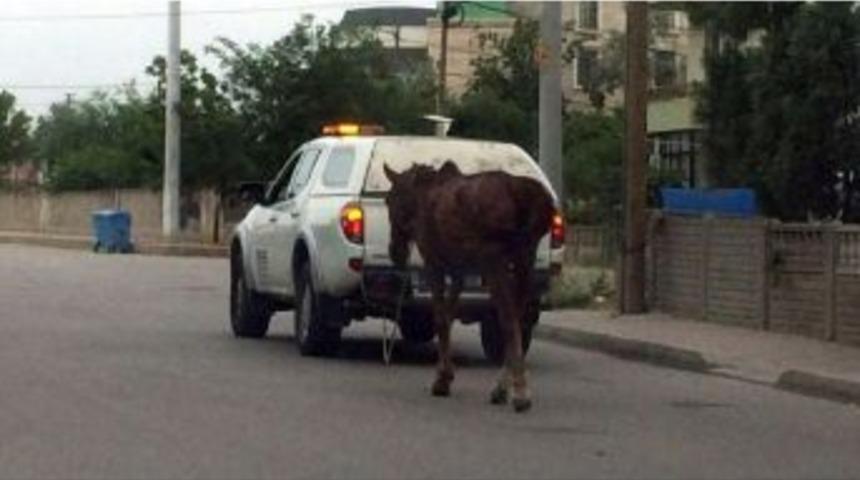 Başı Boş Atlar Tehlike Sa&ccedil;ıyor