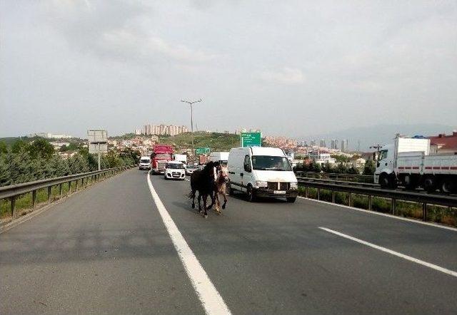 (özel Haber) İki At, Bir Eşek Şehri Birbirine Kattı