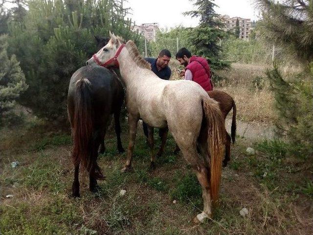 (özel Haber) İki At, Bir Eşek Şehri Birbirine Kattı