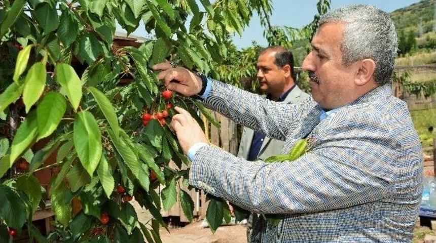 K&ouml;rfez&rsquo;de Kiraz Festivali Heyecanı Başlıyor