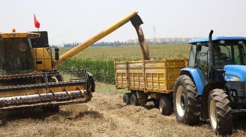 &Ccedil;ukurova&rsquo;da Buğday &Ccedil;ift&ccedil;inin Y&uuml;z&uuml;n&uuml; G&uuml;ld&uuml;rd&uuml;