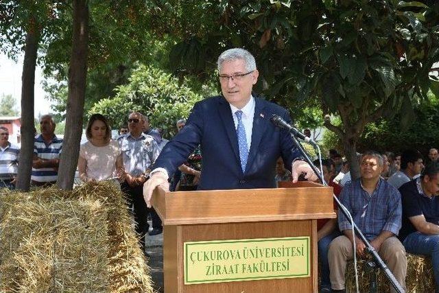 Çukurova’da Buğday Çiftçinin Yüzünü Güldürdü