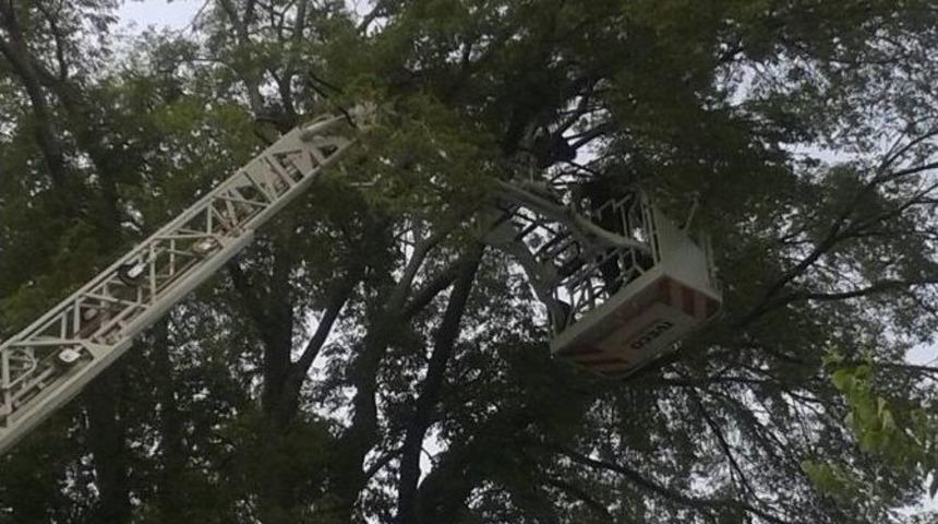 Dalların Arasında Sıkışan Kargayı İtfaiye Ekipleri Kurtardı