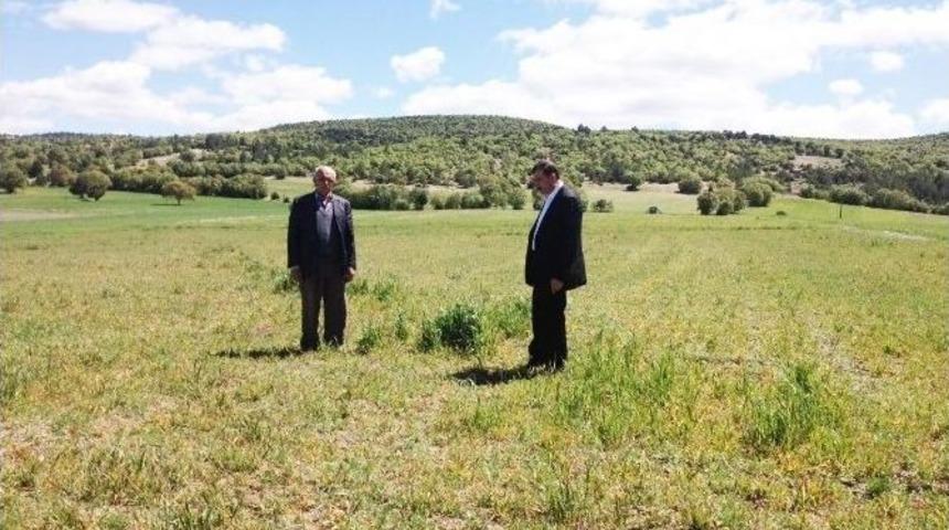 Hisarcık&rsquo;ta Hububat Ekili Alanlarda Vir&uuml;s Alarmı