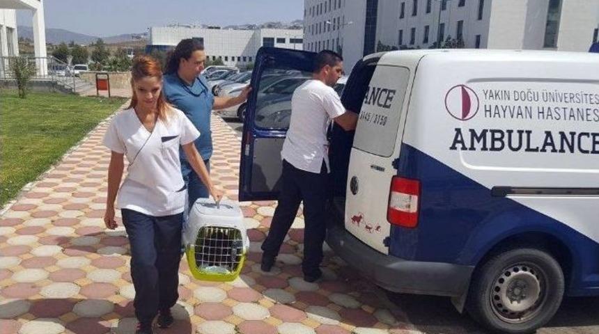 Norve&ccedil;li Aile Kedisini G&ouml;z Ameliyatı İ&ccedil;in Yd&uuml; Hayvan Hastanesi&rsquo;ne Getirdi