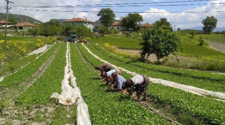 Ge&ccedil;im Kaynakları T&uuml;t&uuml;n