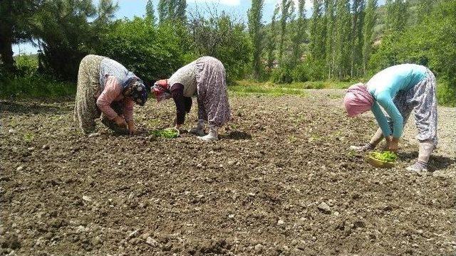 Geçim Kaynakları Tütün