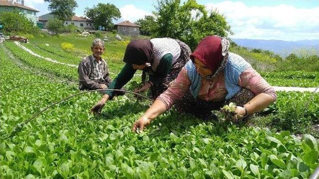 Geçim Kaynakları Tütün