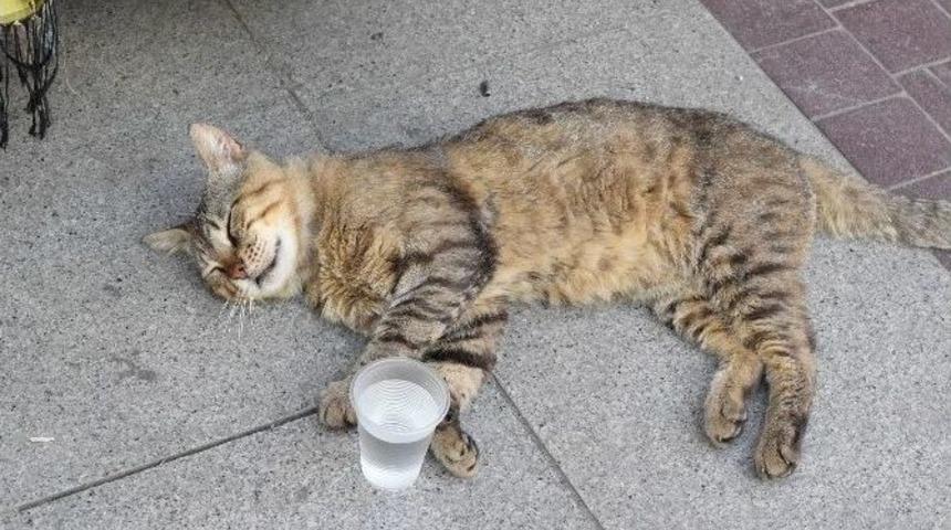 Sıcaktan Bunalan Hayvanların İmdadına Vatandaşlar Yetişti