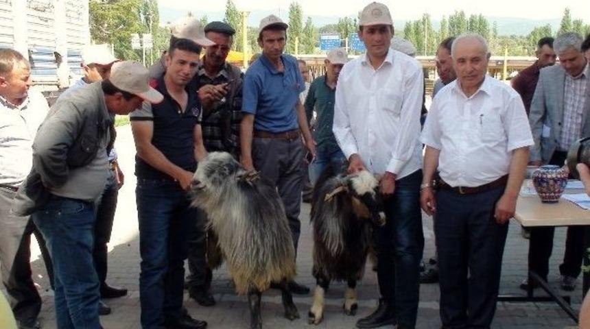 Gediz&rsquo;de 30 Adet Damızlık Honamlı Tekesi Dağıtıldı