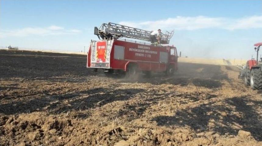 Ceylanpınar&rsquo;da 36 D&ouml;n&uuml;m Buğday K&uuml;l Oldu