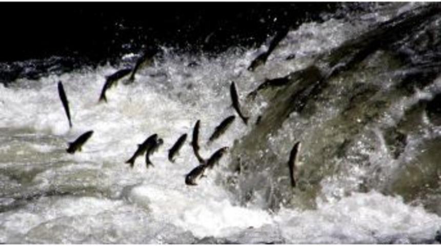 Erciş, 7.uluslararası İnci Kefali G&ouml;&ccedil;&uuml; K&uuml;lt&uuml;r Ve Sanat Festivaline Hazır