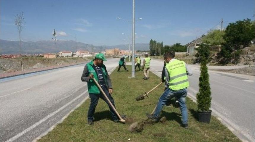 Binlerce Ağa&ccedil; Toprakla Buluşacak