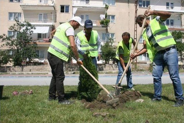 Binlerce Ağaç Toprakla Buluşacak