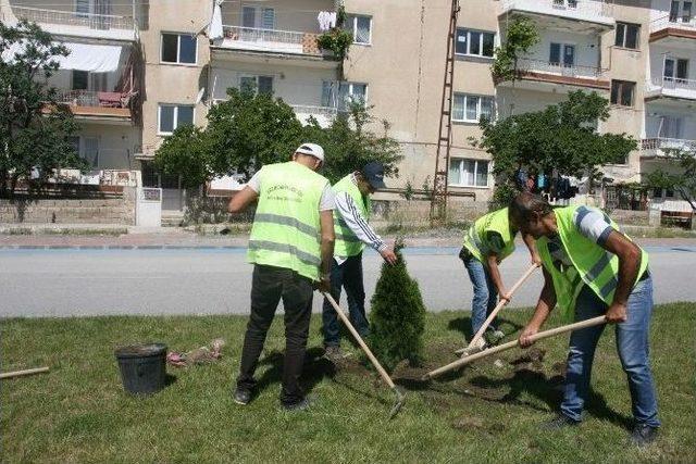 Binlerce Ağaç Toprakla Buluşacak