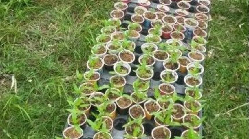 Bartın&rsquo;da Jandarmadan Kenevir Operasyonu