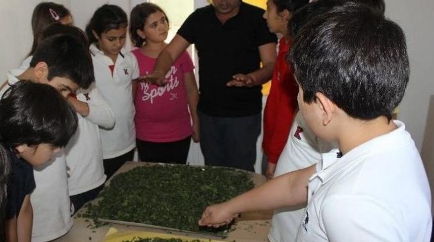 Ted&rsquo;li &Ouml;ğrenciler İpekb&ouml;cekleriyle Tanıştı