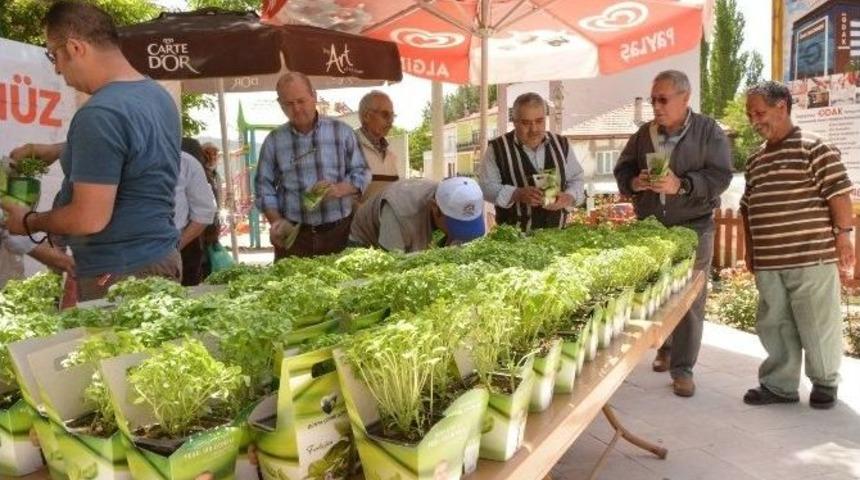 &Ccedil;ameli İl&ccedil;esi Fesleğen A&ccedil;tı