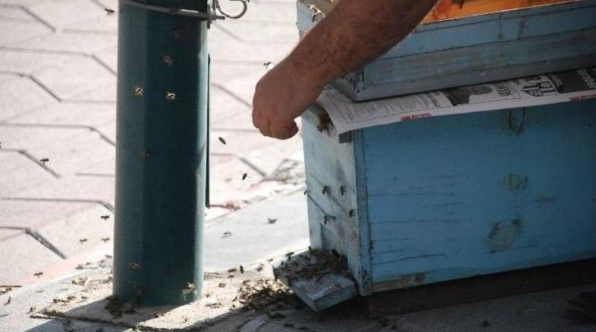 Kovandan Firar Eden Arılar Şehir Merkezine İndi