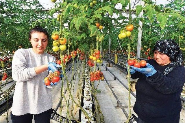 Çöpten Çıkan Gaz Bile Değerlendiriliyor