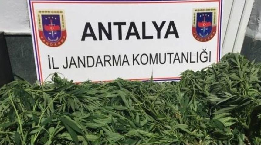 Ormanlık Alanda Uyuşturucu Operasyonu