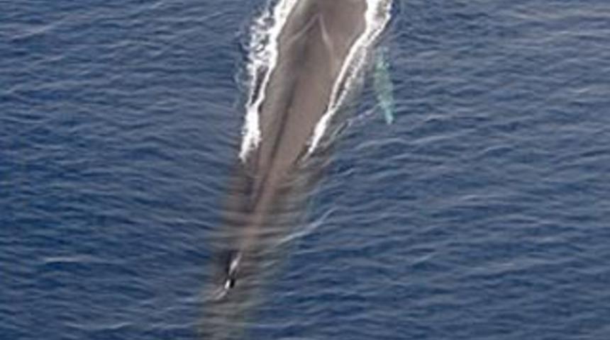 G&ouml;renler dondu kaldı!