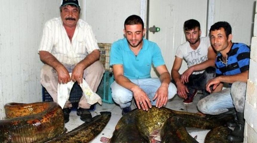 Dev Yayın Balıkları Şaşırttı