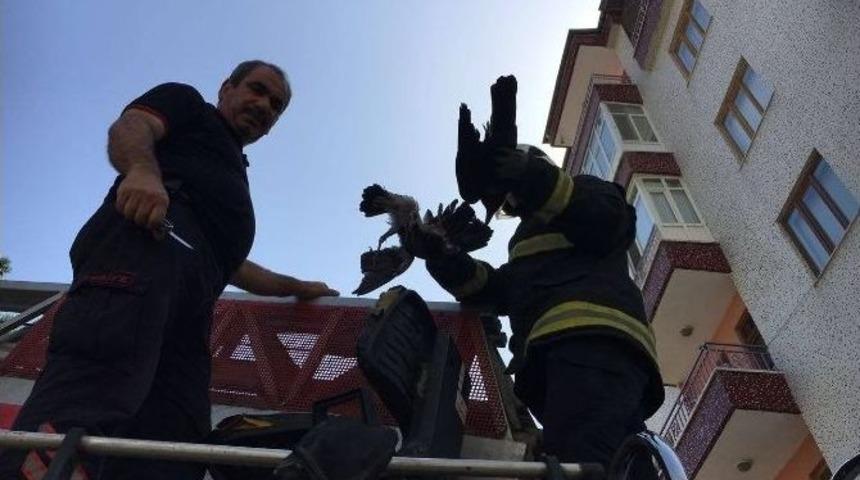 Ağa&ccedil;ta Mahsur Kalan Kuşları İtfaiye Ekibi Kurtardı