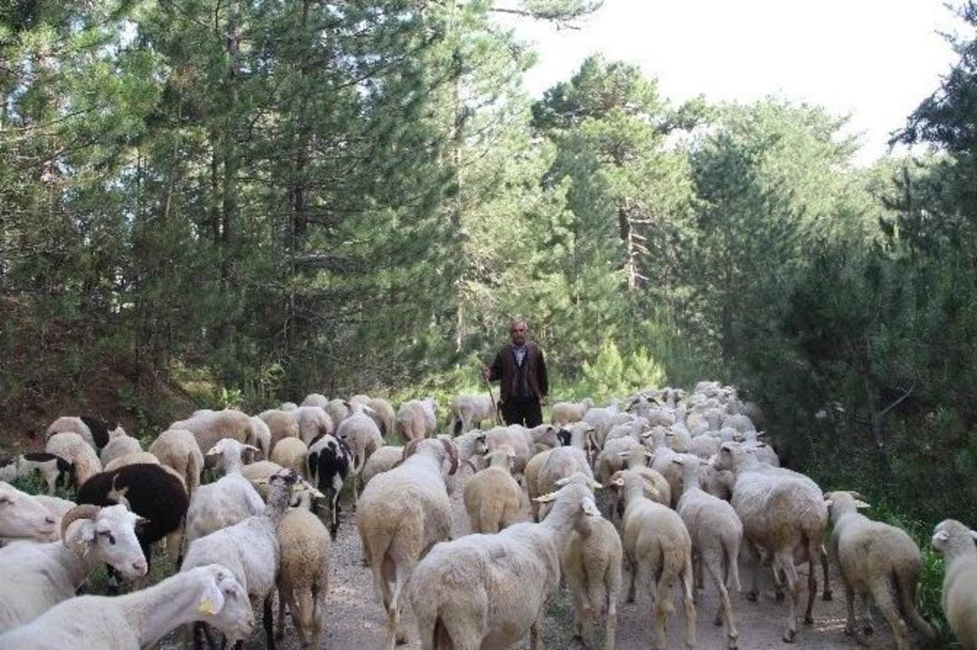 Dedelerinin İzinde S&uuml;r&uuml;lerini Otlatıyorlar