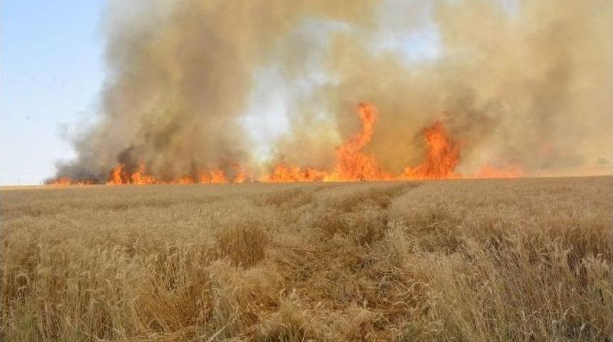 Şanlıurfa’da 90 Dönümlük Ekili Arazi Kül Oldu