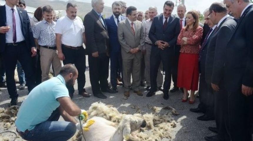 K&uuml;&ccedil;&uuml;kbaş Hayvan Yetiştiricilerine Y&uuml;n Kırkma Desteği