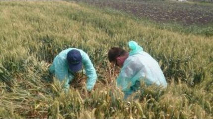 Hububat Ekili Alanlar Da S&uuml;ne Zararlısı G&ouml;r&uuml;ld&uuml;