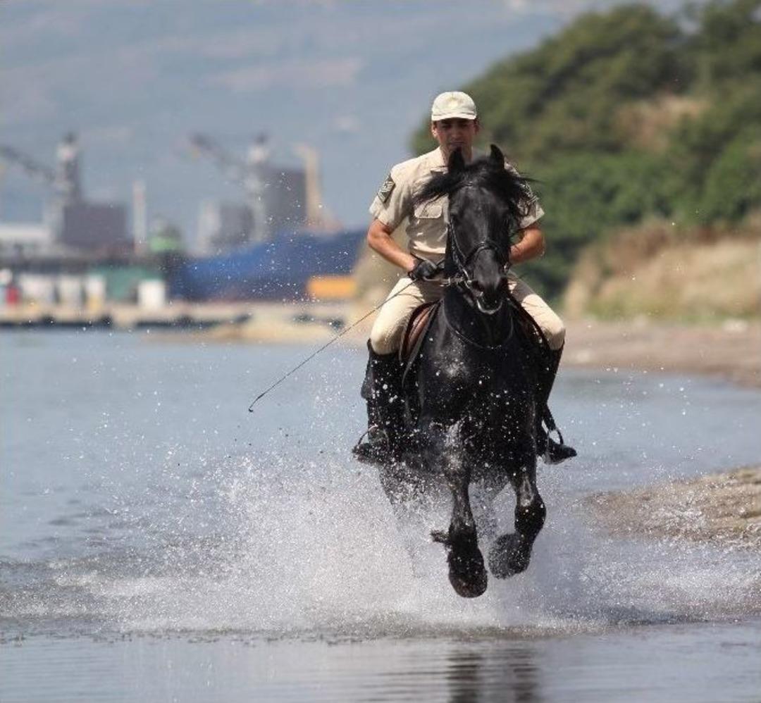 (&ouml;zel Haber) Cumhurbaşkanlığı Muhafız Alayı&rsquo;nın Atları Bursa&rsquo;da Denizde Eğitiliyor