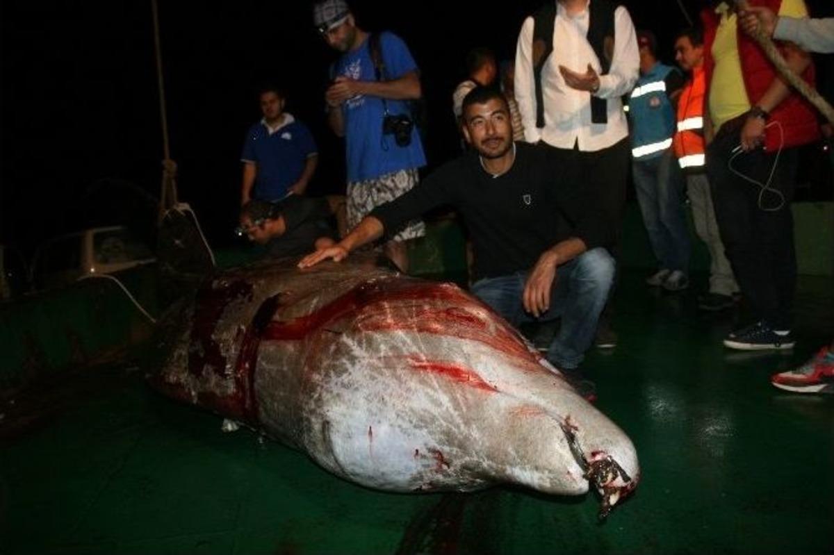 Yaralı Balina Kurtarılamadı