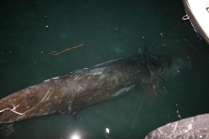 Yaralı Balina Kurtarılamadı G5