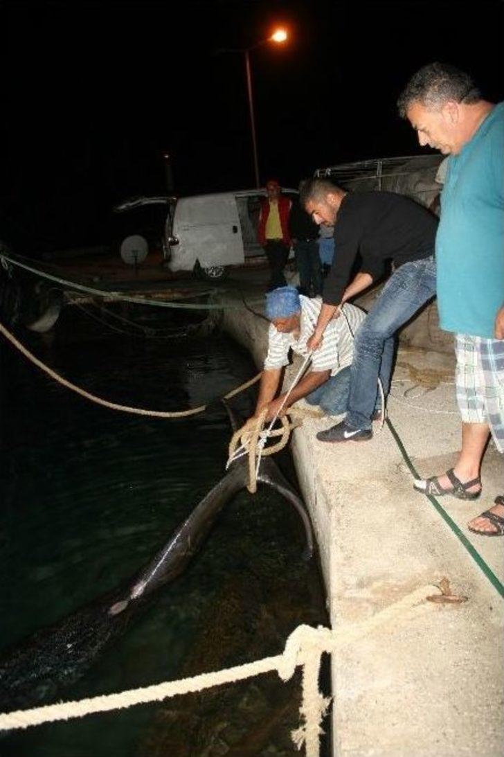 Yaralı Balina Kurtarılamadı G1