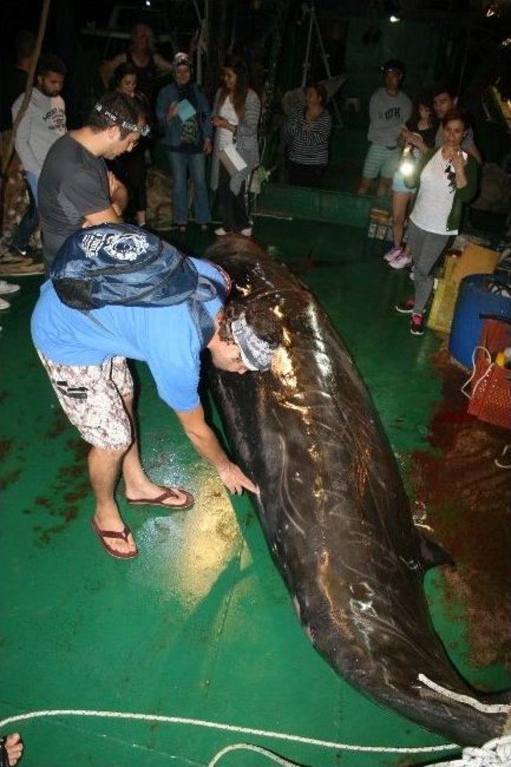 Yaralı Balina Kurtarılamadı G2