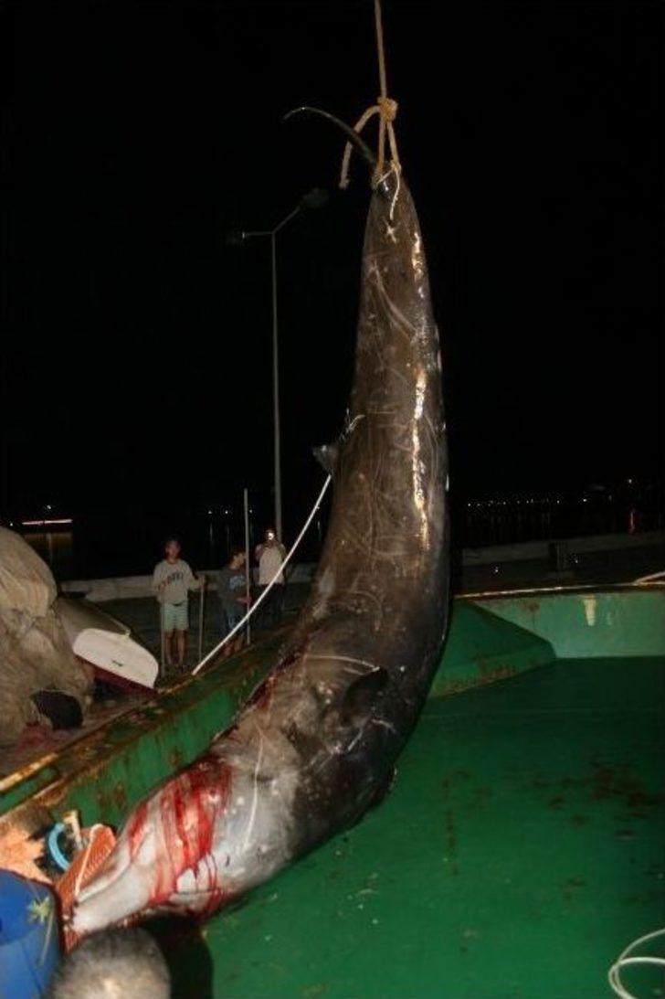 Yaralı Balina Kurtarılamadı G3