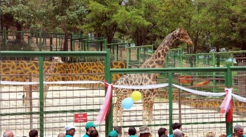 Gaziantepli Z&uuml;rafa Şakir&rsquo;e Kayserili Gelin
