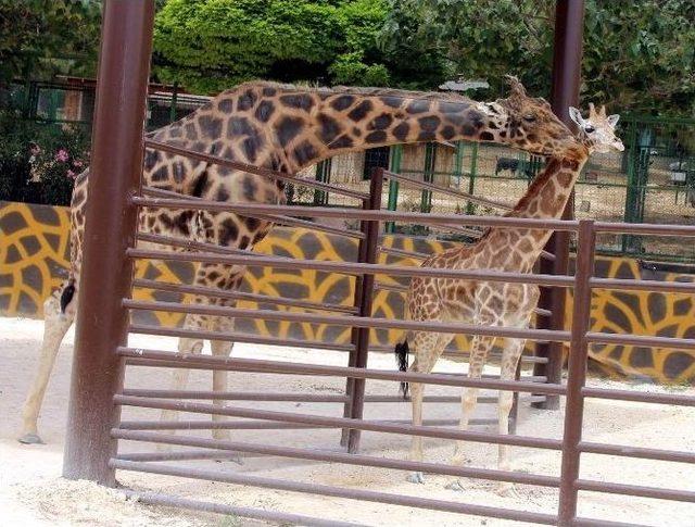 Gaziantepli Zürafa Şakir’e Kayserili Gelin