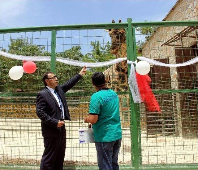 Gaziantepli Zürafa Şakir’e Kayserili Gelin