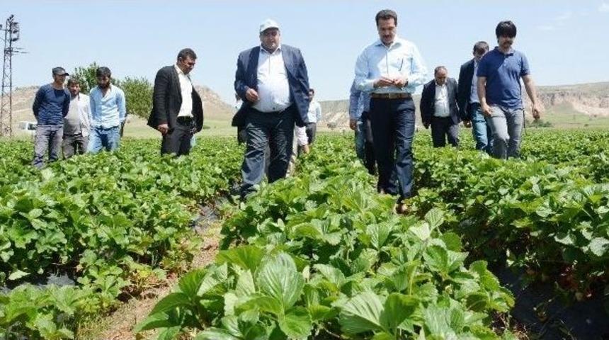 (&ouml;zel Haber) Tarım İş&ccedil;isi Olarak Geldiği Şehirde Bir İlki Ger&ccedil;ekleştirdi