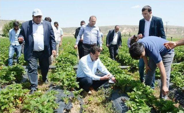 (özel Haber) Tarım İşçisi Olarak Geldiği Şehirde Bir İlki Gerçekleştirdi