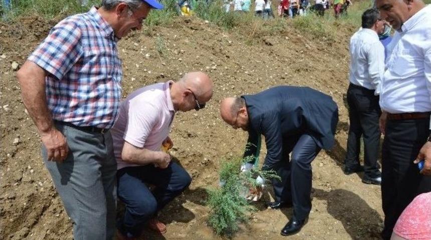 Danişmendli Devleti&rsquo;nin Kuruluş Yıl D&ouml;n&uuml;m&uuml; Anısına 1080 Fidan Dikildi