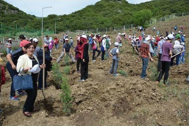 Danişmendli Devleti’nin Kuruluş Yıl Dönümü Anısına 1080 Fidan Dikildi