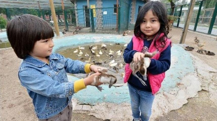 B&uuml;y&uuml;kşehir Belediyesi Sincan Evcil Hayvanlar Parkı&rsquo;nın Yeni Konukları