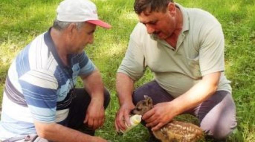 Yavru Karacaya Şefkat Eli