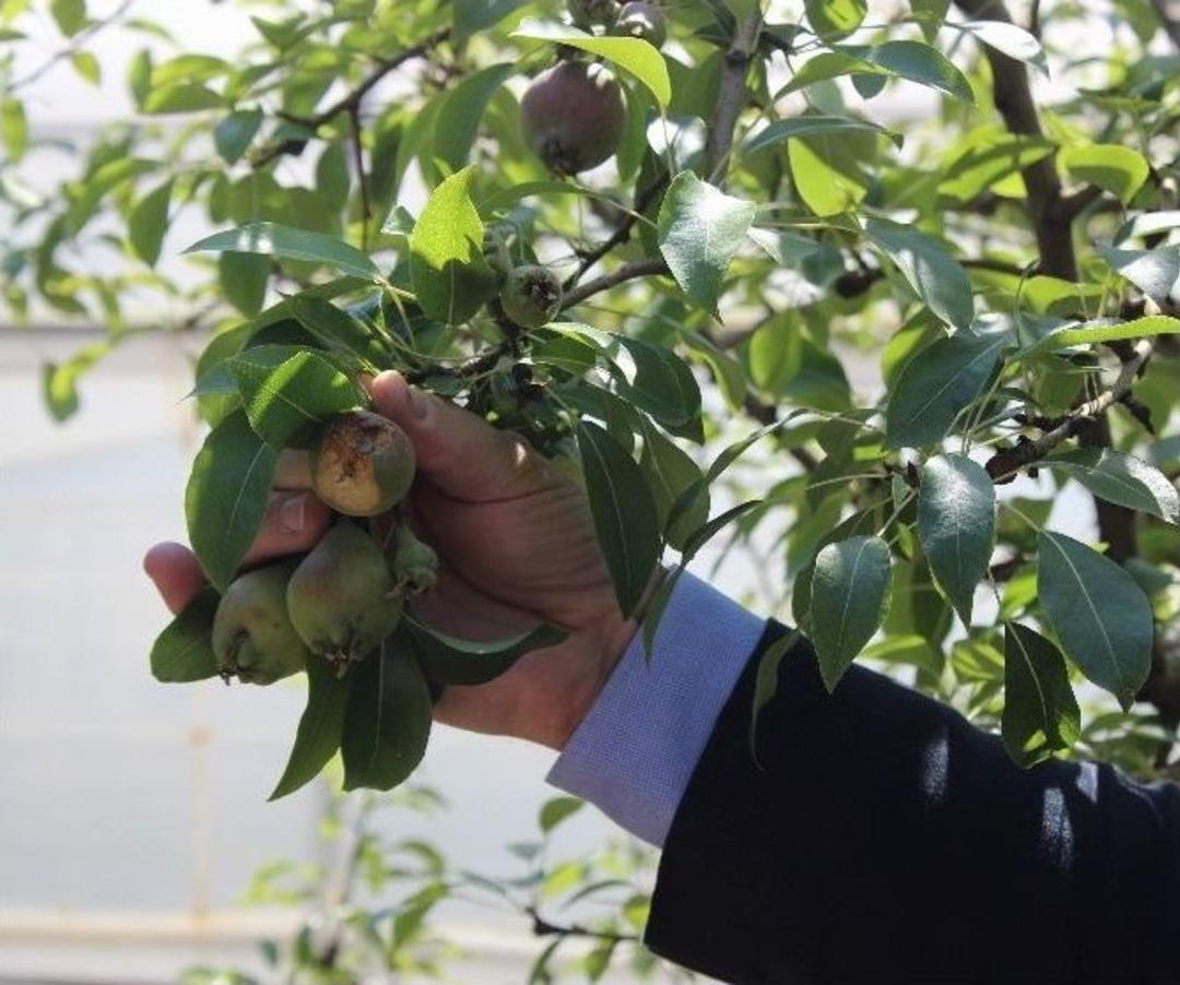 Cevizden B&uuml;y&uuml;k Dolu 5 Bin Ton Meyveyi Delik Deşik Etti... (&ouml;zel Haber)
