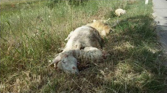 Uşak’ta Meydana Gelen Kaza 5 Cana Mal Oldu 2