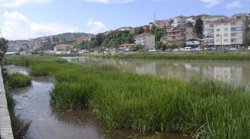 Alaplı&rsquo;da &rsquo;israil Sazanı&rsquo; Paniği